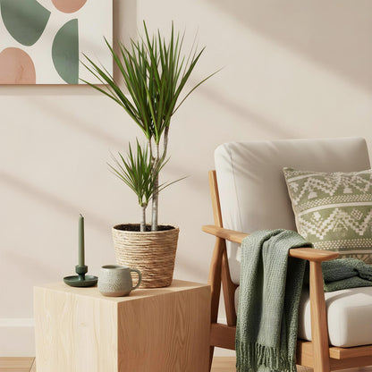 Green boutiQ - Zimmerpflanzen - Dracaena Marginata - Drachenbaum - Wenig Pflege - Grün - 1 Pflanze - Topf 17cm - Höhe 70-80cm 