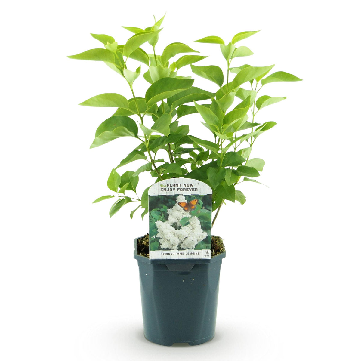 Green boutiQ - Garden Plant - Syringa vulgaris Mme Lemoine - Common Lilac - Hardy - White - 1 Plant - Pot 17cm - Height 45cm 