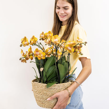 Kolibri Orchids | orange Orchideen-Set im Baumwollkorb inkl. Wassertank | drei orange Orchideen Las Vegas 12cm | Mono Bouquet orange mit autarkem Wassertank. 
