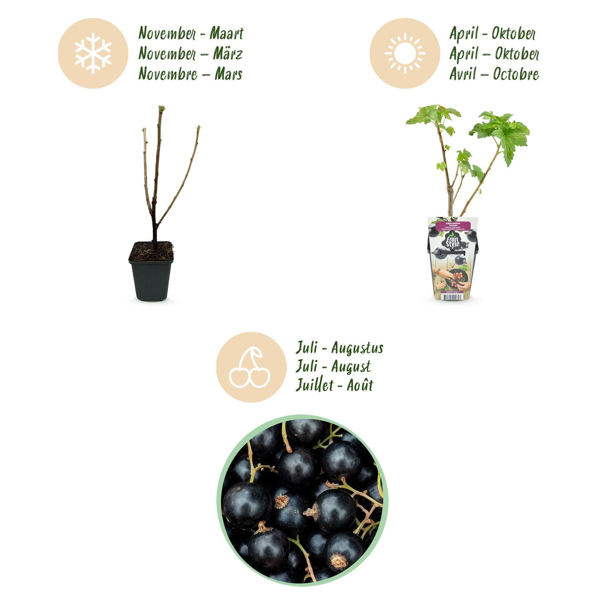 Schwarze Johannisbeere Ribes nigrum Titania winterhart Ø9cm Höhe 30cm – Ansicht 14