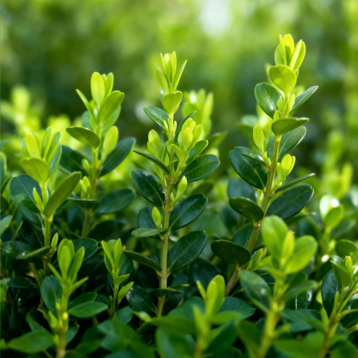 GreenboutiQ - Buxus Hecke - BetterBuxus Babylon Beauty - Resistenz gegen die Buxuskrankheit - 4 Pflanzen - 1 laufender Meter - Topf 19cm Höhe 50-55 