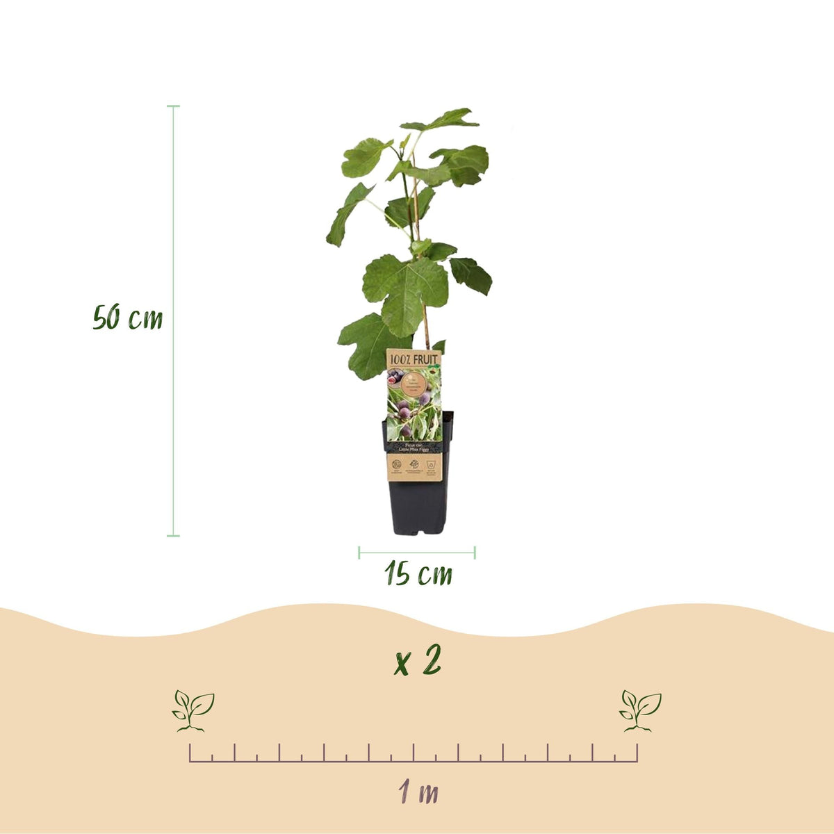 Feigenbaum - Ficus carica 'Little Miss Figgy' – 2 Pflanzen – Ø15 cm – Höhe 50 cm – Rote Früchte – Kompakter Obstbaum für Garten, Balkon & Terrasse – Selbstfruchtend & pflegeleicht 