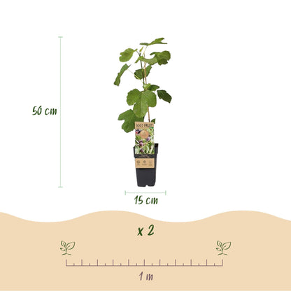 Feigenbaum - Ficus carica 'Little Miss Figgy' – 2 Pflanzen – Ø15 cm – Höhe 50 cm – Rote Früchte – Kompakter Obstbaum für Garten, Balkon & Terrasse – Selbstfruchtend & pflegeleicht 
