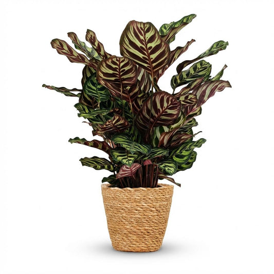 Calathea Makoyana Pfauen Korbmarante 70cm – Zimmerpflanze im Korb Ø19cm – dekorative Blattzeichnung in Grüntönen mit violetter Unterseite – pflegeleicht für Wohnung & Büro, ideal bei Halbschatten 