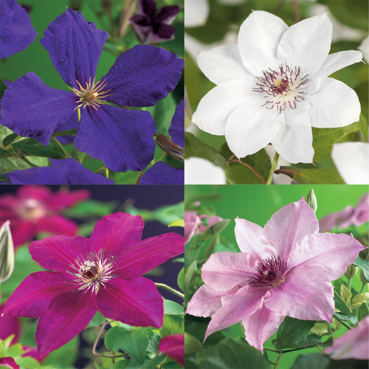 Kletterpflanze Clematis Rainbow – Mehrfarbige Blüten Rosa Weiß Lila Rot – Wenig Pflege – 4 Pflanzen – 11 cm Höhe 40 cm – Für Garten, Balkon & Pergolen 