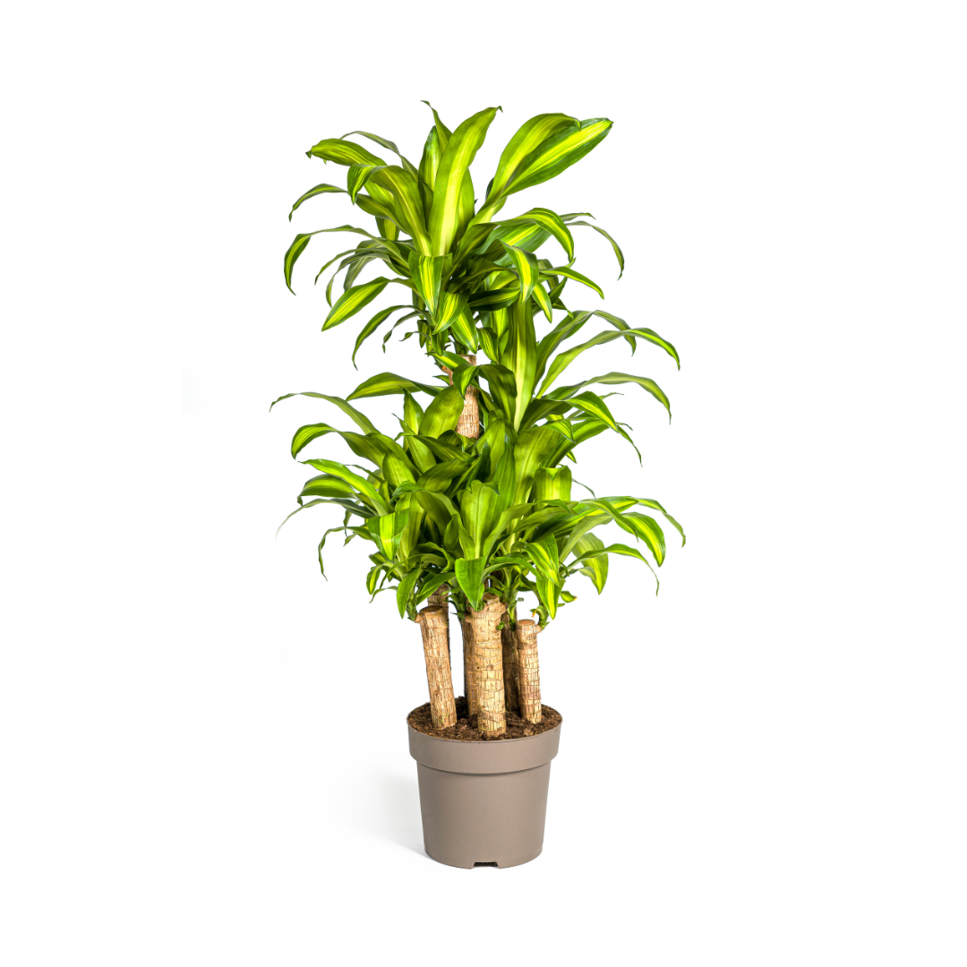 Drachenbaum Dracaena Fragrans Massangeana Karussell – Zimmerpflanze – Ø30cm – ↑130–150 cm – Grüne Blattpflanze für Wohnzimmer & Büro 