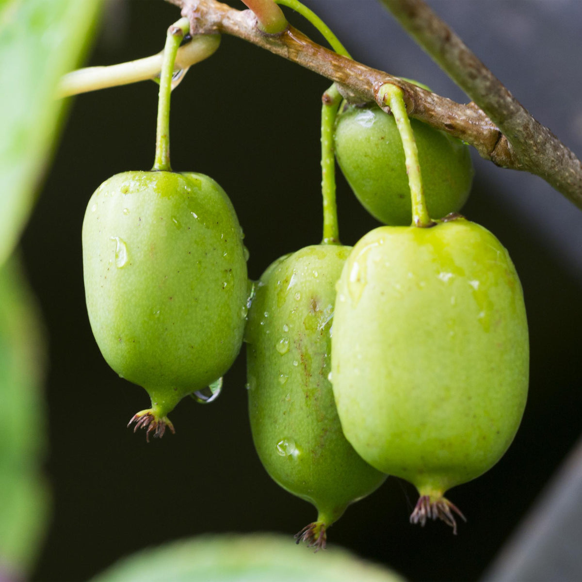 Kiwi - Actinidia arguta Issai - Obstpflanze - Grüne Frucht - 2 Pflanzen - Topf 11cm Höhe 40cm 