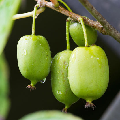 Kiwi - Actinidia arguta Issai - Obstpflanze - Grüne Frucht - 2 Pflanzen - Topf 11cm Höhe 40cm 