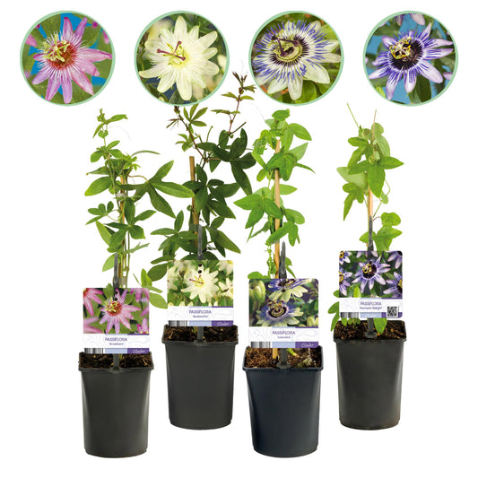 Passionsblume - Passiflora Rainbow - Blume Rosa Weiß Lila Grün - Wenig Pflege - 4 Pflanzen - Topf 11cm Höhe 40cm 