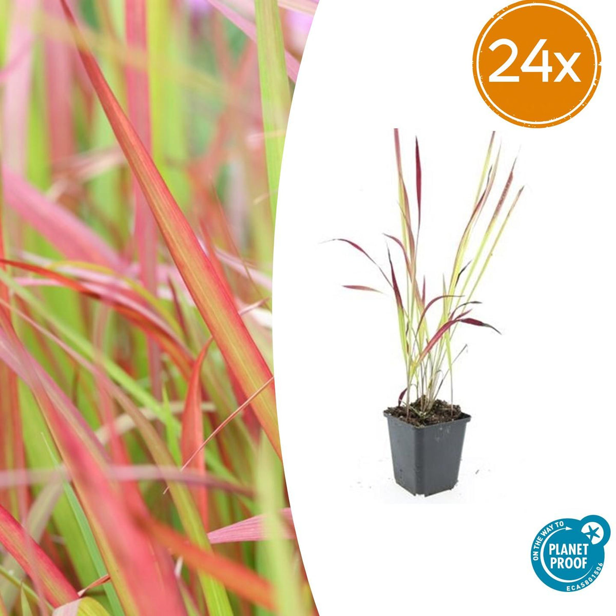 Japanisches Blutgras Imperata cylindrica 'Red Baron' – ↕10-25cm – Ø9cm – Ansicht 16