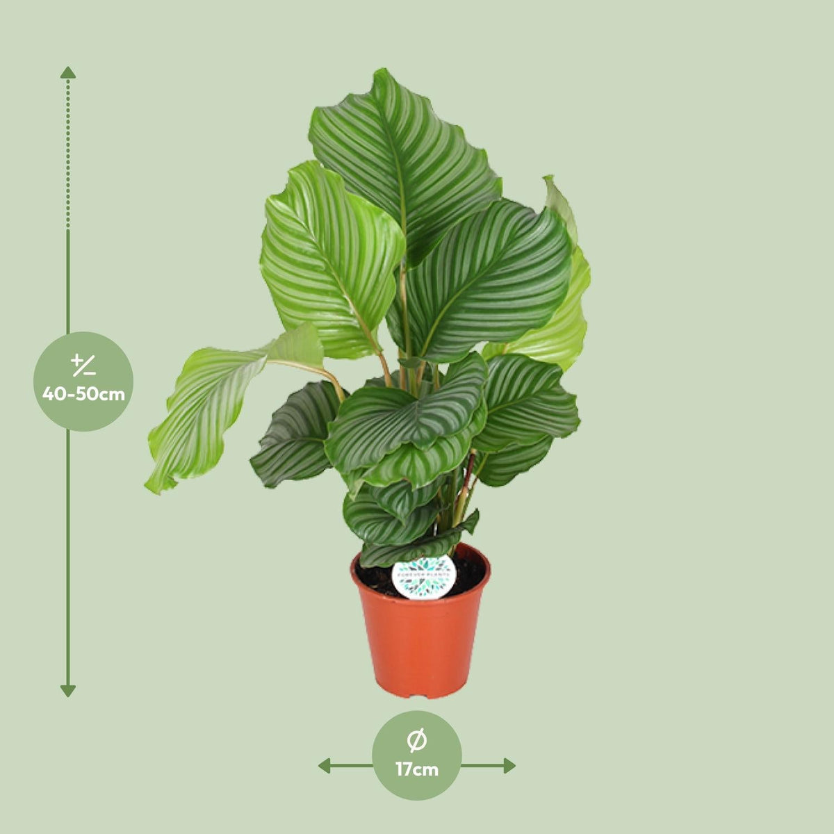 Korbmarante Calathea Orbifolia – Zimmerpflanze – Ø17cm – ↕60cm – Tropische Blattschmuckpflanze mit silbergrünen Mustern – Pflegeleicht & halbschattengeeignet 