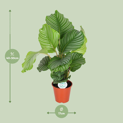 Korbmarante Calathea Orbifolia – Zimmerpflanze – Ø17cm – ↕60cm – Tropische Blattschmuckpflanze mit silbergrünen Mustern – Pflegeleicht & halbschattengeeignet 