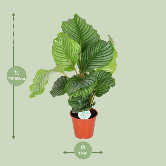 Korbmarante Calathea Orbifolia – Zimmerpflanze – Ø17cm – ↕60cm – Tropische Blattschmuckpflanze mit silbergrünen Mustern – Pflegeleicht & halbschattengeeignet 