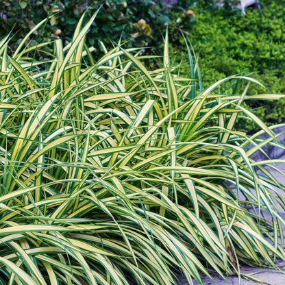 GreenboutiQ - Ziergräser - Carex oshimensis Evergold - Gelb & Grün - 1 Pflanze - Immergrün - Winterhart - Topf 17cm Höhe 50cm 