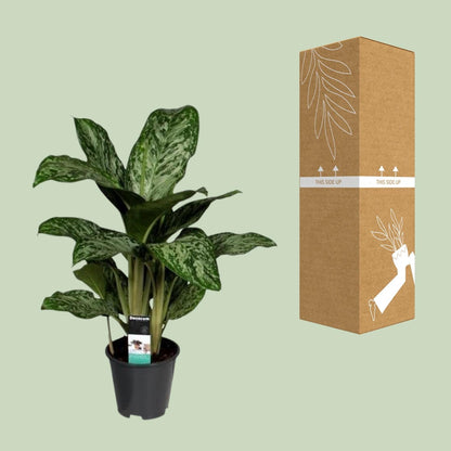 Aglaonema Greenlight – Kolbenfaden – Zimmerpflanze – Ø17cm – Höhe ca. 60cm – Pflegeleicht & luftreinigend – Für Wohnzimmer, Büro & Schlafzimmer 