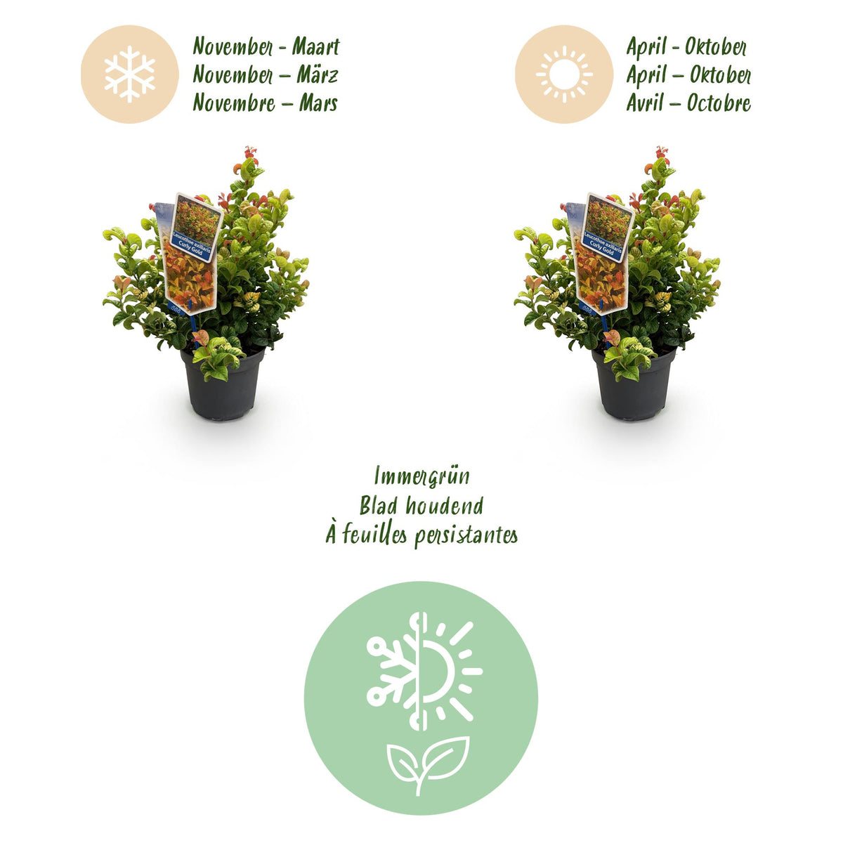 GreenboutiQ - Gartenpflanze - Leucothoe Curly Gold - Gelb - 1 Pflanze - Immergrün - Wenig Pflege - Topf 17cm Höhe 40cm 
