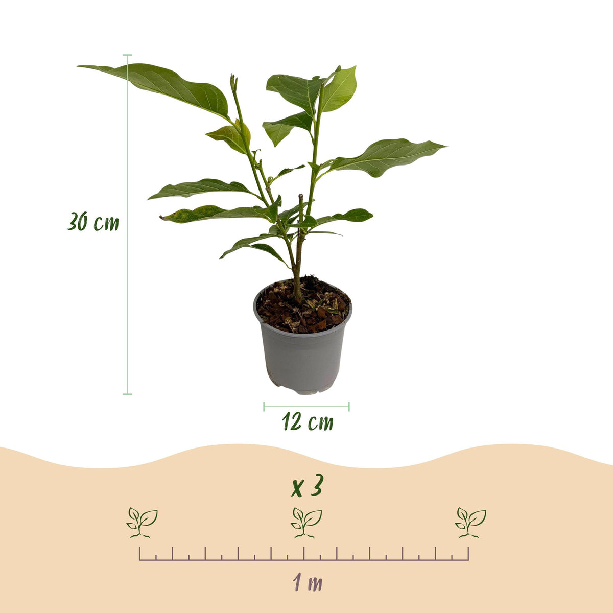 GreenboutiQ - Gartenpflanze - Magnolia sieboldii - Blüte Weiß-Rot - 1 Pflanze - Laubabwerfend - Wenig Pflege - Topf 12cm Höhe 30cm 