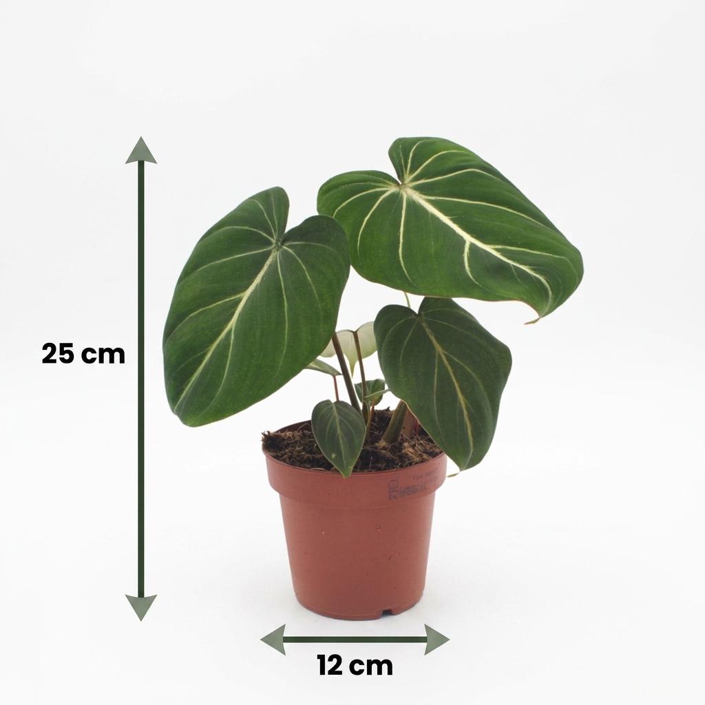 Gloriosum-Baumfreund – Philodendron gloriosum – Topf Ø12cm – Höhe 25cm – mit Korb – Dekorative Zimmerpflanze – Ansicht 5