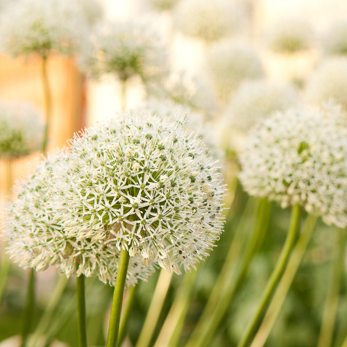 Allium 'White Giant' – Zierlauch Blumenzwiebeln – 5 Zwiebeln – Riesige weiße Kugelblüten – Winterharte Staude für Beet & Rabatte – XXL-Zwiebeln für sonnige Standorte 