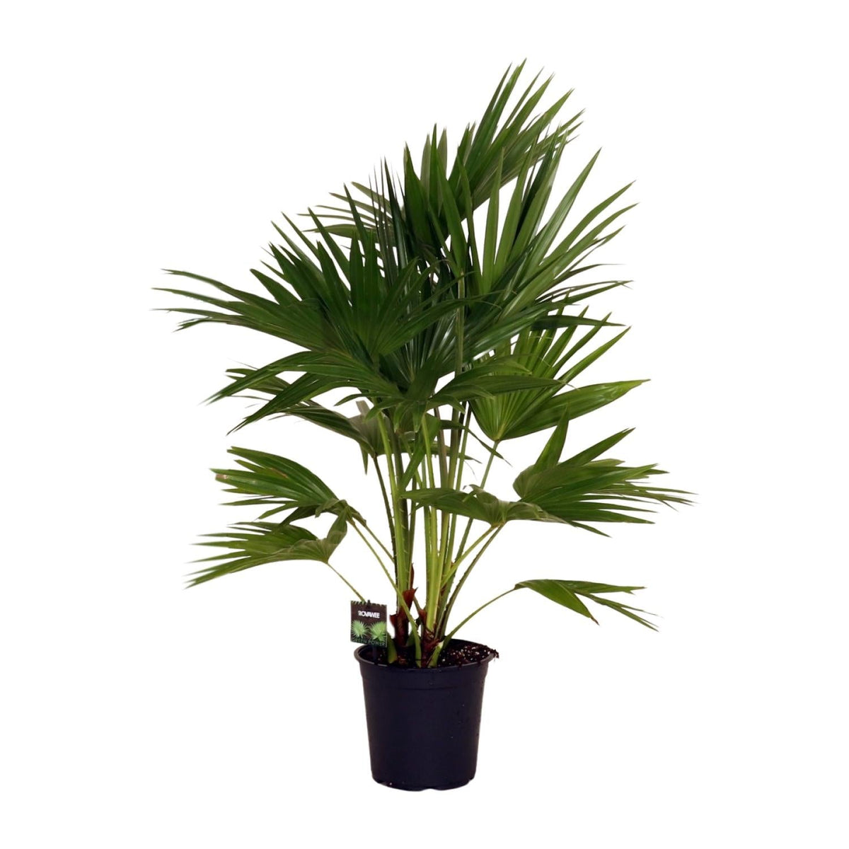 Livistona Chinensis – Fächerpalme – Zimmer- & Terrassenpflanze – Ø24 cm – Ca. 100 cm hoch – Pflegeleichte & elegante Grünpflanze für Innen & geschützten Außenbereich 