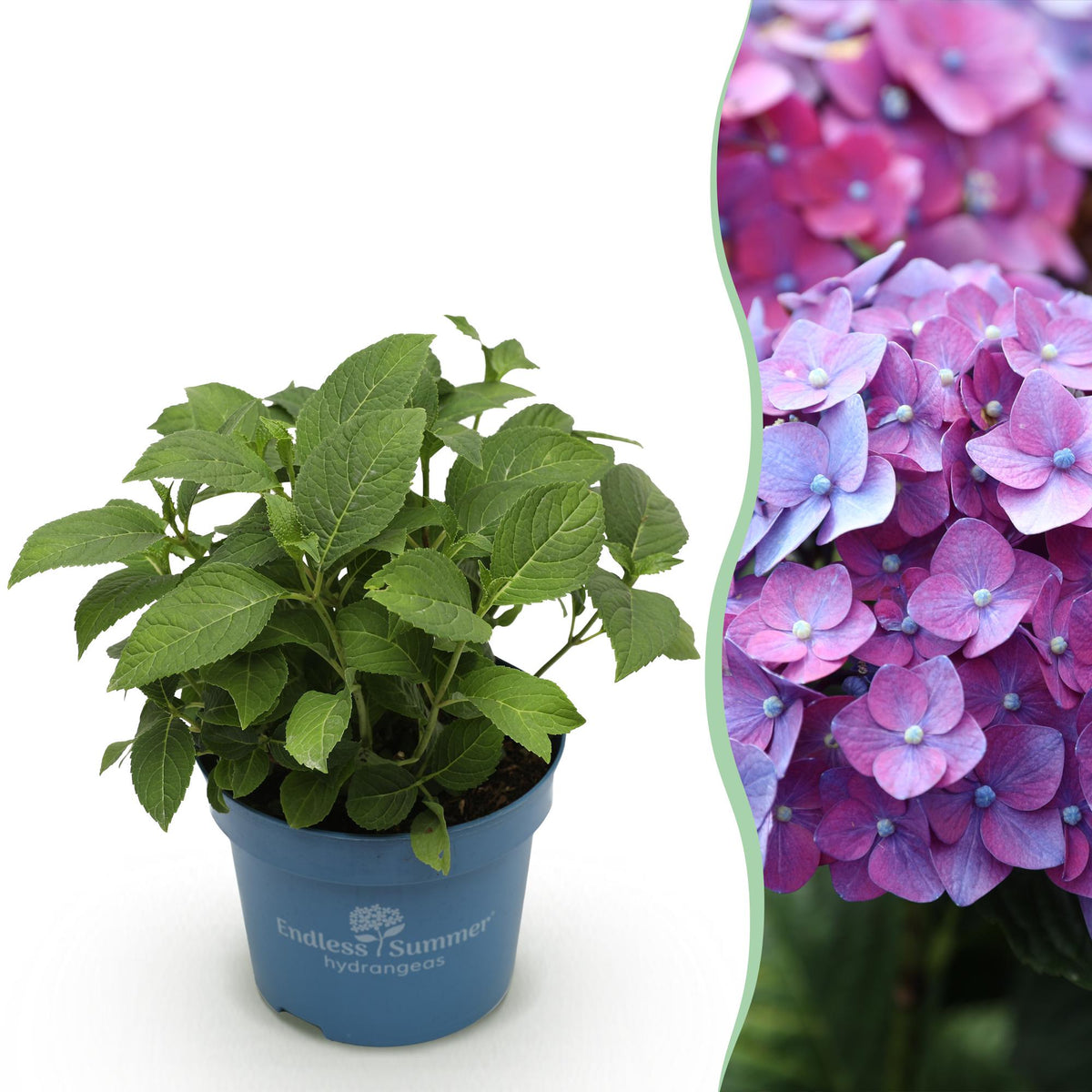 Green boutiQ - Gartenpflanze - Hydrangea Endless Summer Summer Love Purple - Hortensie - Winterhart - Lila - 1 Pflanze - Topf 14cm - Höhe 20-25cm 