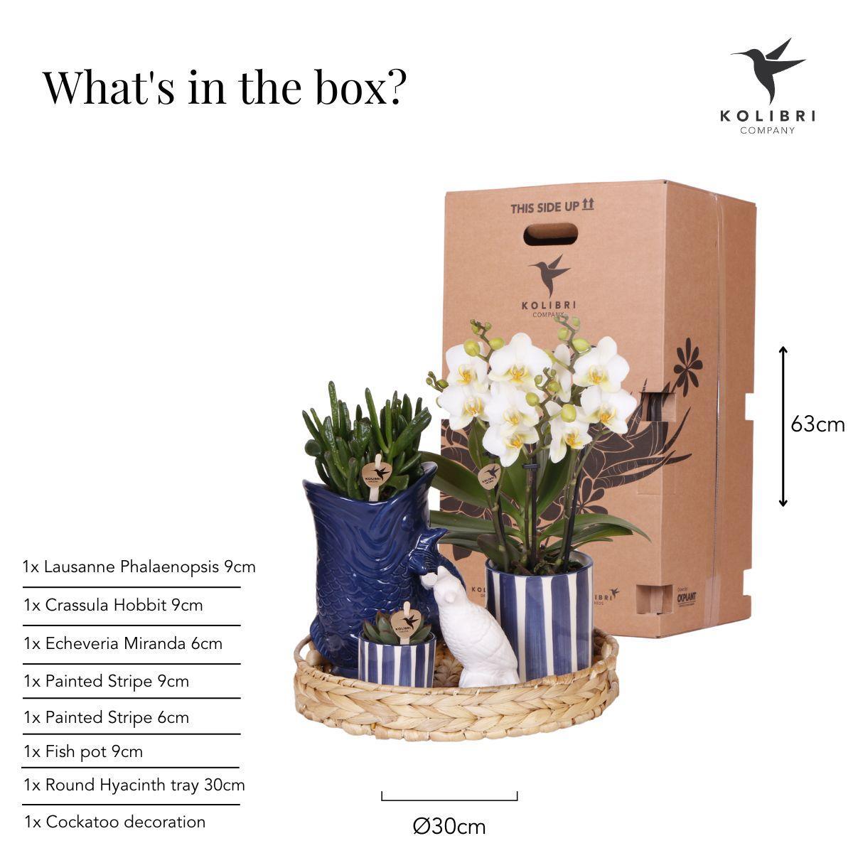 Pflanzenset Mediterranean Sunset – Weiße Phalaenopsis Orchidee Lausanne & Sukkulenten – 3 Pflanzen mit Keramik-Ziertöpfen – Inklusive Tablett – Mediterraner Stil 