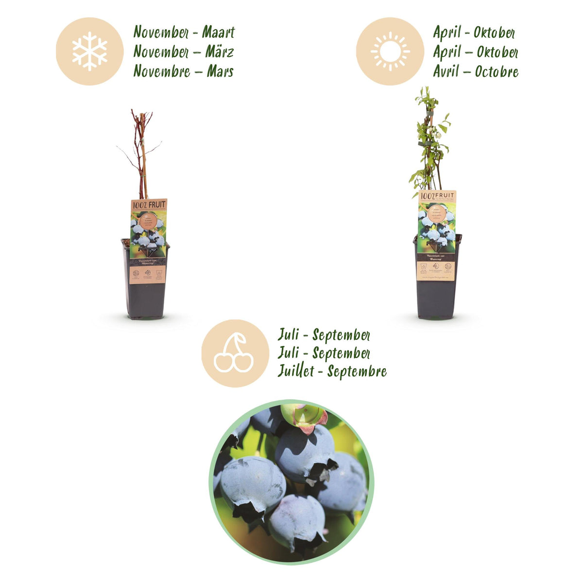 Green boutiQ - Fruit plant - Vaccinium corymbosum Bluecrop - Blueberry - Hardy - Blue Berry - 2 Plants - Pot 15cm - Height 50cm 