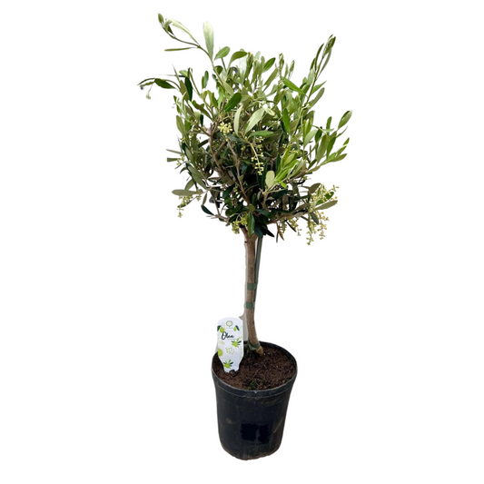 Olivenbaum - Olea - Zimmerpflanze - Ø15cm - ↕60cm 