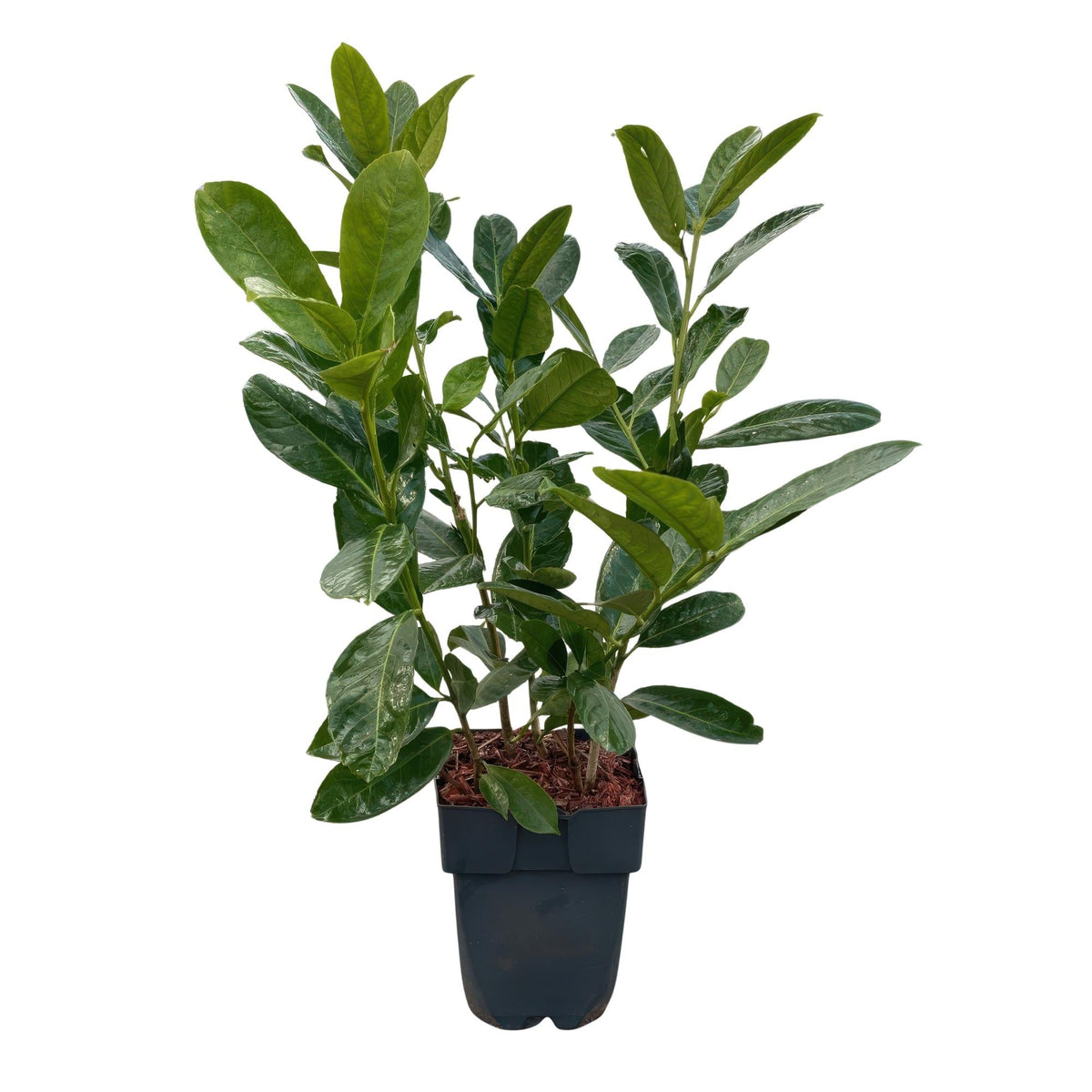 Kirschlorbeer Prunus laurocerasus Rotundifolia – Immergrün – Heckenpflanze – Blatt grün – 6 Pflanzen – 1  laufender Meter – 17 cm Höhe 50 cm 
