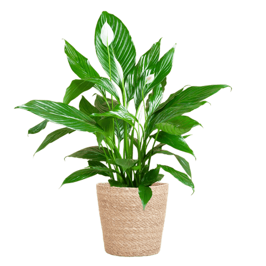 Scheidenblatt – Spathiphyllum – ↕80 cm – Ø21 cm-Topf + Naturkorb „Sofia“ – Zimmerpflanze mit weißen Blüten – Pflegeleicht & luftreinigend 