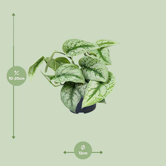 Gefleckte Efeutute – Scindapsus Pictus Trebie – Zimmerpflanze – Ø12cm – 20 cm hoch – pflegeleicht – hängende Ranken – Halbschatten – Indoor-Pflanze 