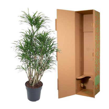 Drachenbaum – Dracaena Anita 160cm – Ø31cm – Verzweigte Zimmerpflanze mit schmalen grünen Blättern – Pflegeleichte Grünpflanze für Wohnzimmer, Büro & Wintergarten 