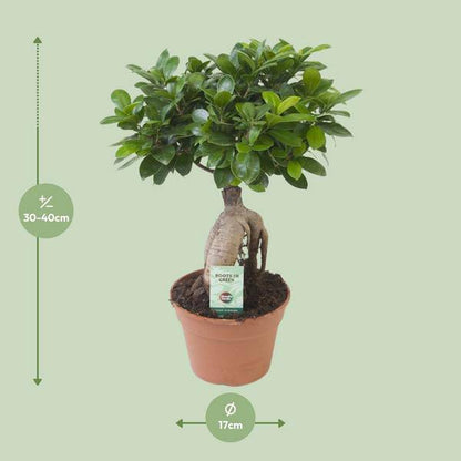Chinesische Feige - Ficus Ginseng - Zimmerpflanze - Ø17cm - ↕40cm 