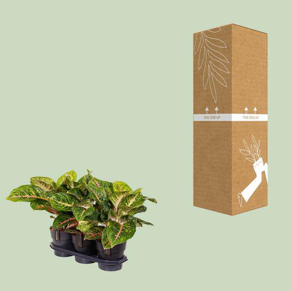 Kolbenfaden - Aglaonema Frühling Rot - Zimmerpflanze - Ø19cm - ↕60cm 