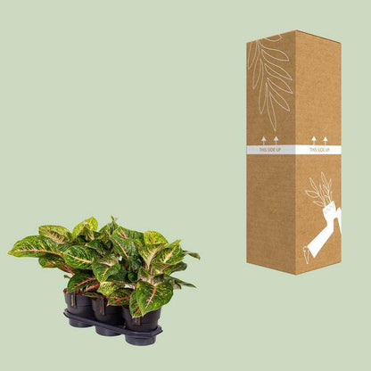 Kolbenfaden - Aglaonema Frühling Rot - Zimmerpflanze - Ø19cm - ↕60cm 