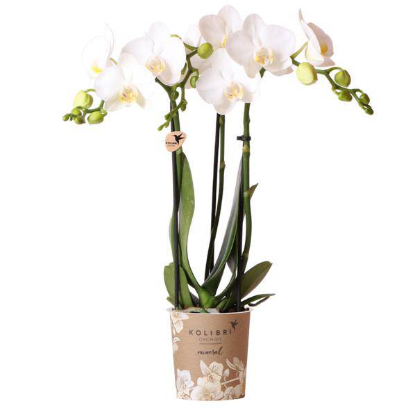 Phalaenopsis-Orchidee Amabilis Weiß – Zimmerpflanze Ø9cm – 2 bis 3 Zweige – Spider-Orchidee 