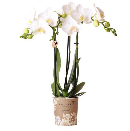 Phalaenopsis-Orchidee Amabilis Weiß – Zimmerpflanze Ø9cm – 2 bis 3 Zweige – Spider-Orchidee 
