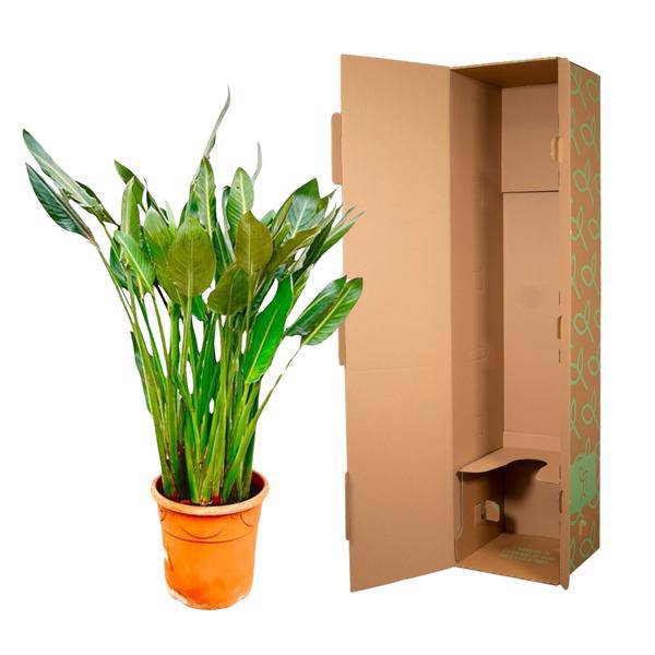 Strelitzia Reginae – Paradiesvogelblume – Zimmerpflanze 160cm – Ø30cm – Exotische Pflanze mit orangefarbenen Blüten – Tropische Kübelpflanze für Innen & Außen – Pflegeleicht 