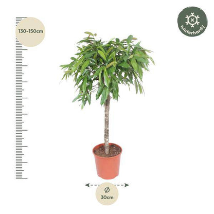 Schmalblättriger Gummibaum – Ficus binnendijkii Amstel King – 140cm – Ø30cm – Zimmerpflanze mit geflochtenem Stamm – Elegante Grünpflanze für Wohnzimmer & Büro 