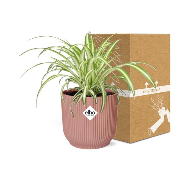 Grünlilie - Chlorophytum Comosum Variegatum - Zimmerpflanze + Topf Vibes Fold 14cm Rosa 