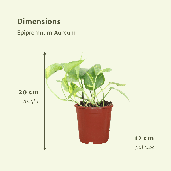Efeutute - Epipremnum Aureum Scindapsus - Zimmerpflanze - 20cm - ø12cm - 2 Stück 