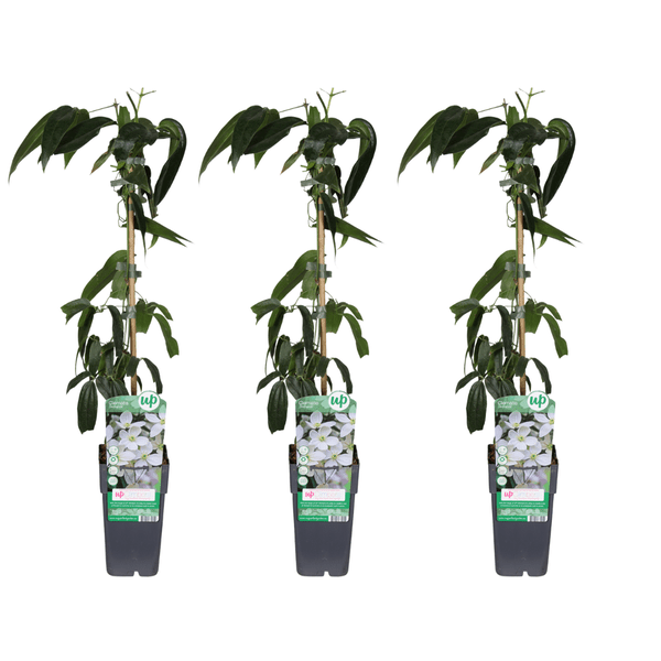 Clematis armandii Armands Waldrebe 4 Pflanzen – Immergrüne Kletterpflanze – Ø15cm ↕65cm – Duftende weiße Blüten im Frühling – Rankpflanze für Garten, Zaun & Pergola 