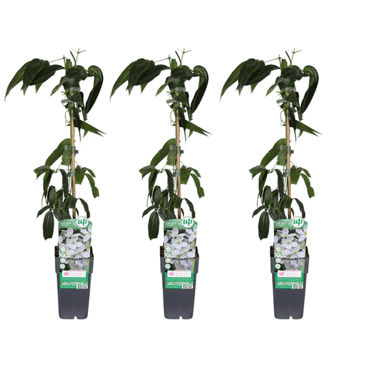 Clematis armandii Armands Waldrebe 4 Pflanzen – Immergrüne Kletterpflanze – Ø15cm ↕65cm – Duftende weiße Blüten im Frühling – Rankpflanze für Garten, Zaun & Pergola 