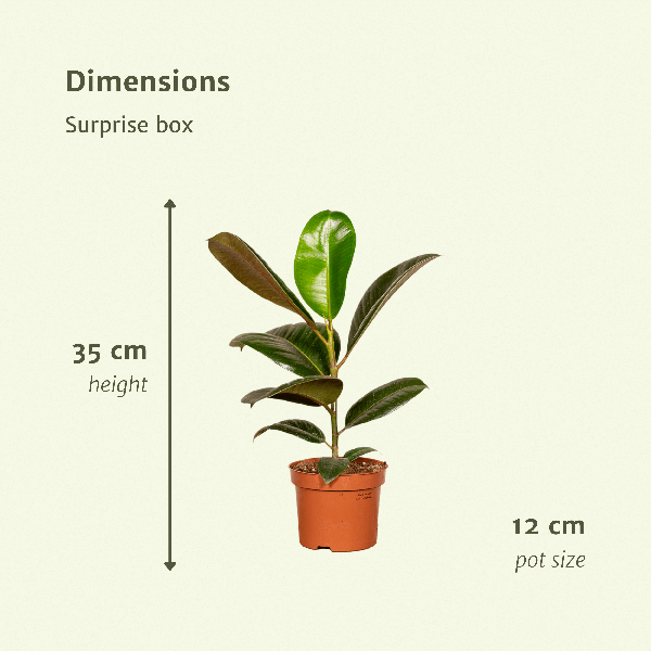 Pflanzen Überraschungsbox – 6 verschiedene Zimmerpflanzen im Ø12cm Topf – 25cm Höhe – Vielfältige Blattfarben & Strukturen – Pflegeleicht & dekorativ für Wohnzimmer & Büro 