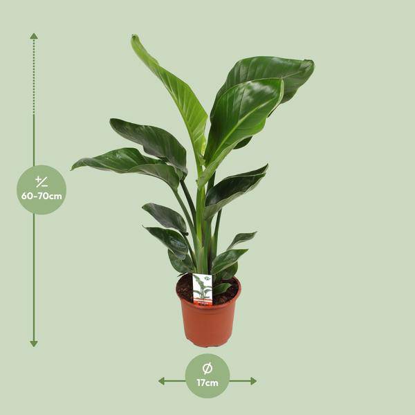 Baum-Strelitzie - Strelitzia Nicolai - Zimmerpflanze - Ø17cm - ↕70cm 