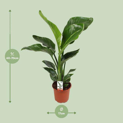 Baum-Strelitzie - Strelitzia Nicolai - Zimmerpflanze - Ø17cm - ↕70cm 