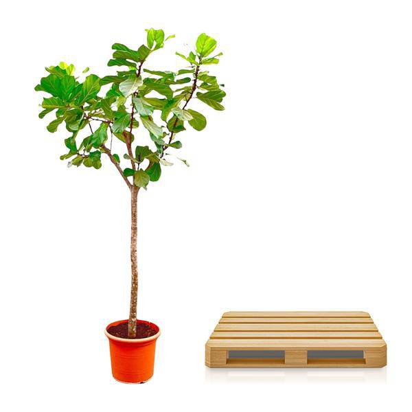 Geigen-Feige – Ficus Lyrata XXL – Zimmerpflanze 300cm – Ø55cm – Exklusive Designpflanze mit großen geigenförmigen Blättern – Tropische XXL-Kübelpflanze für Wohnzimmer, Büro & Wintergarten 