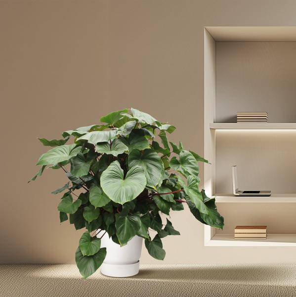 Herzblatt Homalomena Rubescens Maggy – 170cm hoch – Ø60cm – Tropische Zimmerpflanze mit großen herzförmigen Blättern – Pflegeleicht & dekorativ – Für Wohnzimmer, Büro & Innenräume 