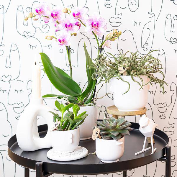 Phalaenopsis Orchidee – Rosa Mineral Rotterdam – Ø9cm – Blühende Zimmerpflanze – 2–3 Zweige – Pflegeleicht & dekorativ – Für Wohnzimmer, Büro & Bad 