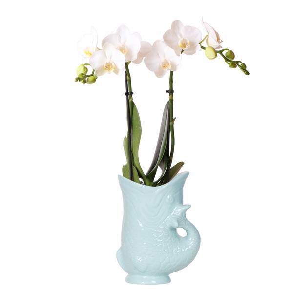 Phalaenopsis Orchidee Amabilis Weiß + Fish Ziertopf Türkis – Ø9cm – Elegante weiße Zimmerorchidee im sommerlichen, leuchtend blauen Topf – Pflegeleicht & dekorativ – Für Wohnzimmer & Büro 